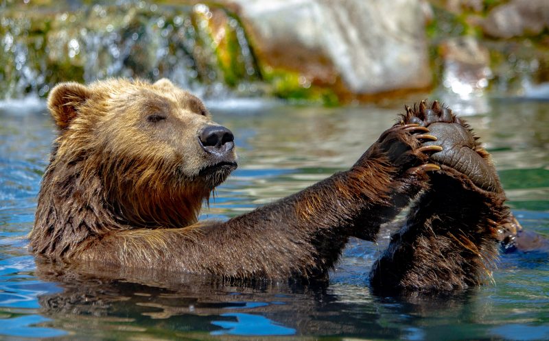 Медведь купается. Бурый медведь плавает. Медведь плавает. Бурый медведь в воде.